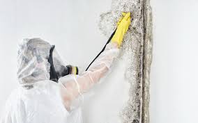 Why You Should Choose Our Mold Remediation Services in Keansburg, NJ